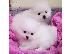 PoulaTo: Κουτάβια Pomeranian